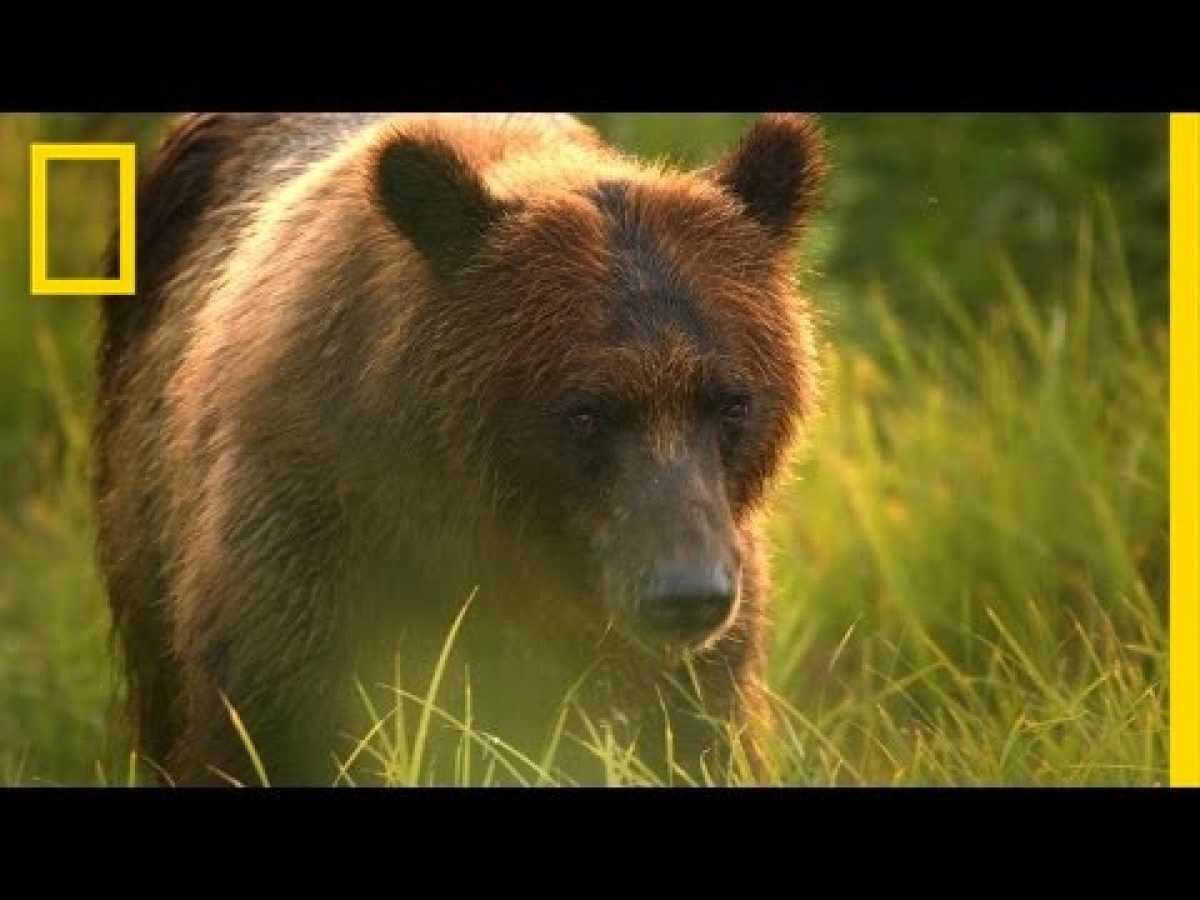 A Cameraman&#039;s Wild Encounter With Bears in Alaska | Short Film Showcase