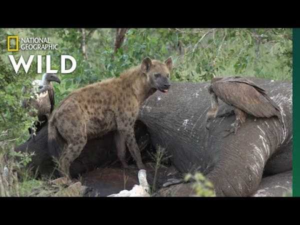 Here's What Happens After an Elephant Dies | Nat Geo Wild