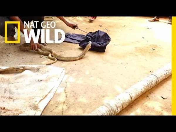 Snake Catcher Risks Life to Rescue Cobra From Well | Nat Geo Wild
