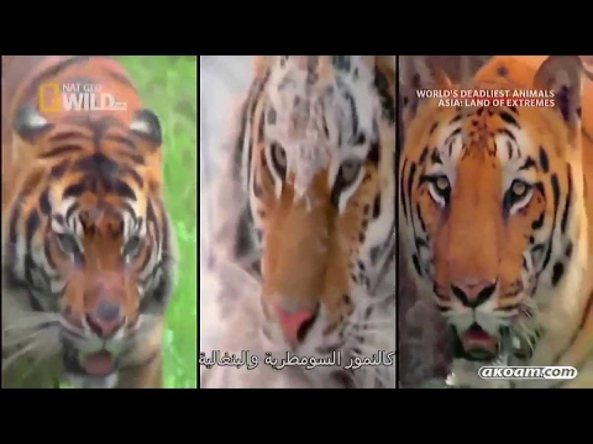 Natgeo Documentary - World&#039;s Deadliest AnimalsAsia - Land Of Extremes - Nat Geo Wild HD ..