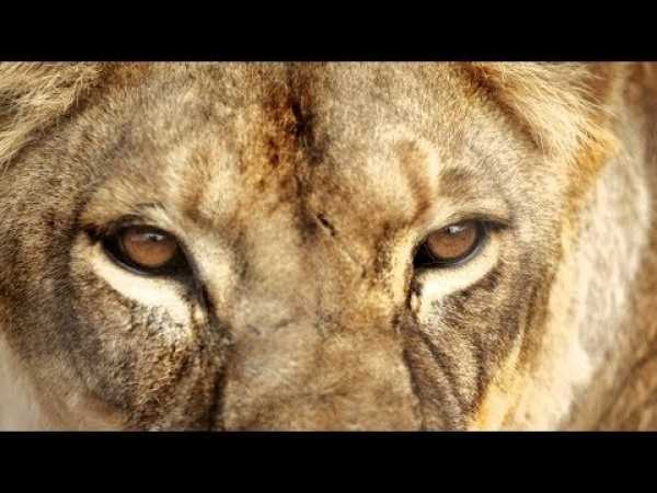 Killer Lions Attacks - BBC, Nat Geo and Discovery Documentaries