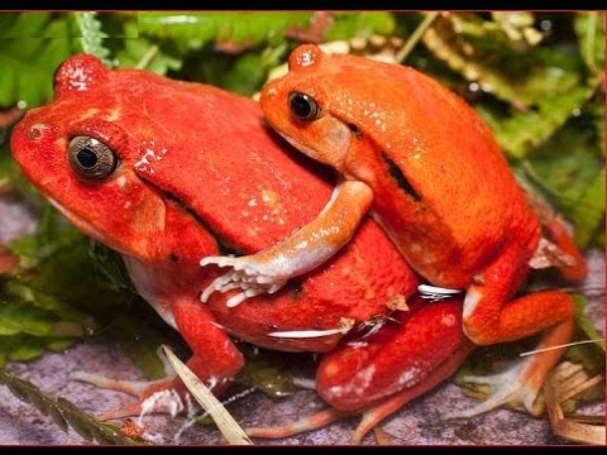 Frog Documentary BBC - Amazing Rainforest Nature Documentary National Geographic 2016