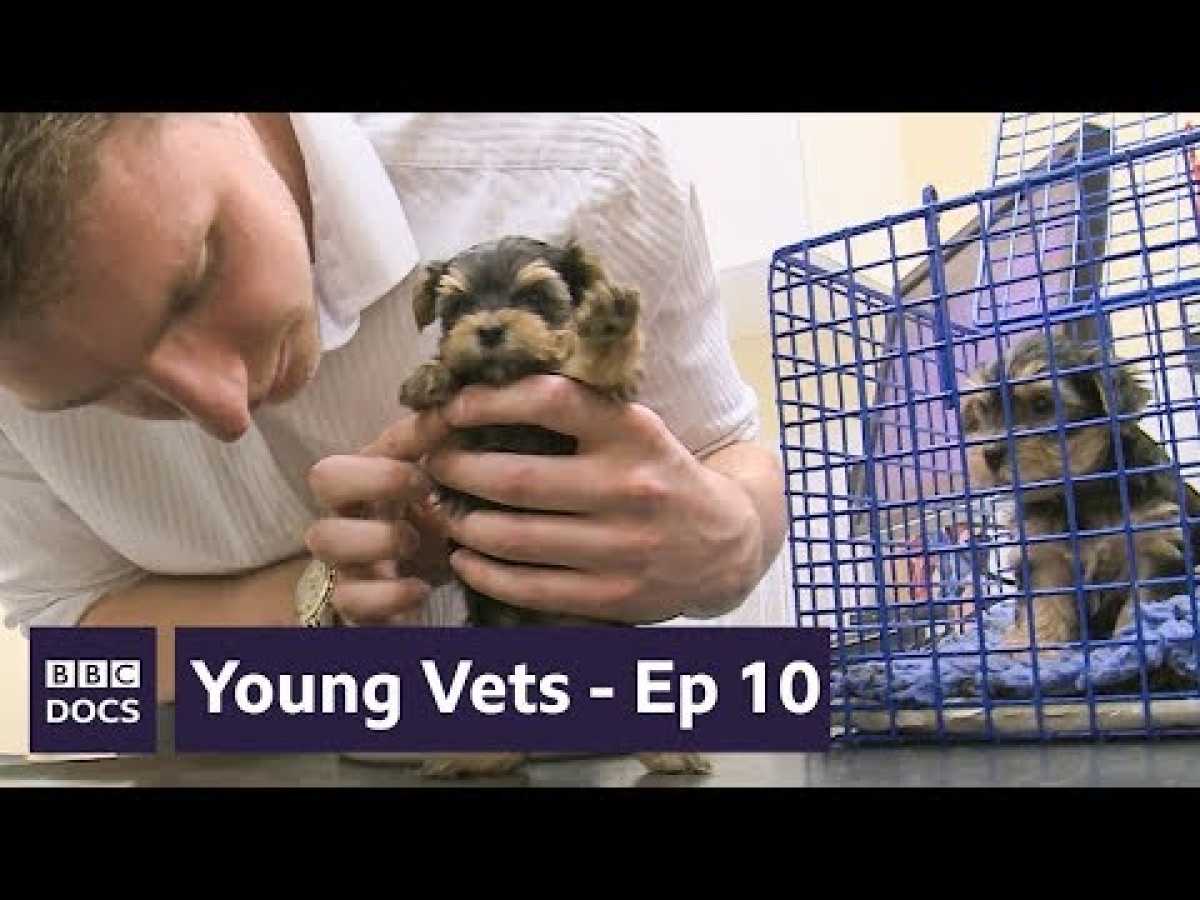 Full Episode 10 | Young Vets | BBC Documentary