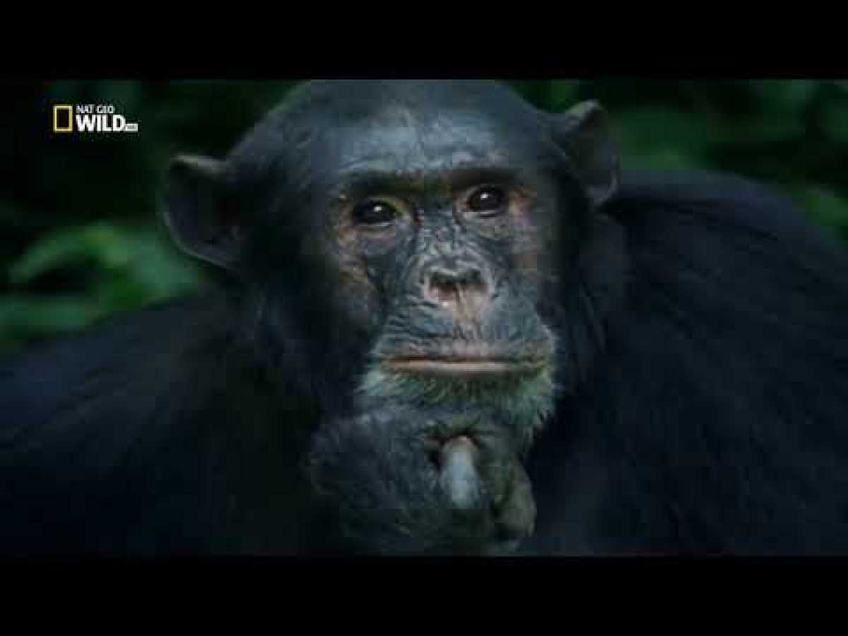 Nat Geo Wild Documentary | Kingdom of the Apes | HD 2018