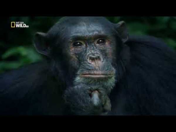 Nat Geo Wild Documentary | Kingdom of the Apes | HD 2018