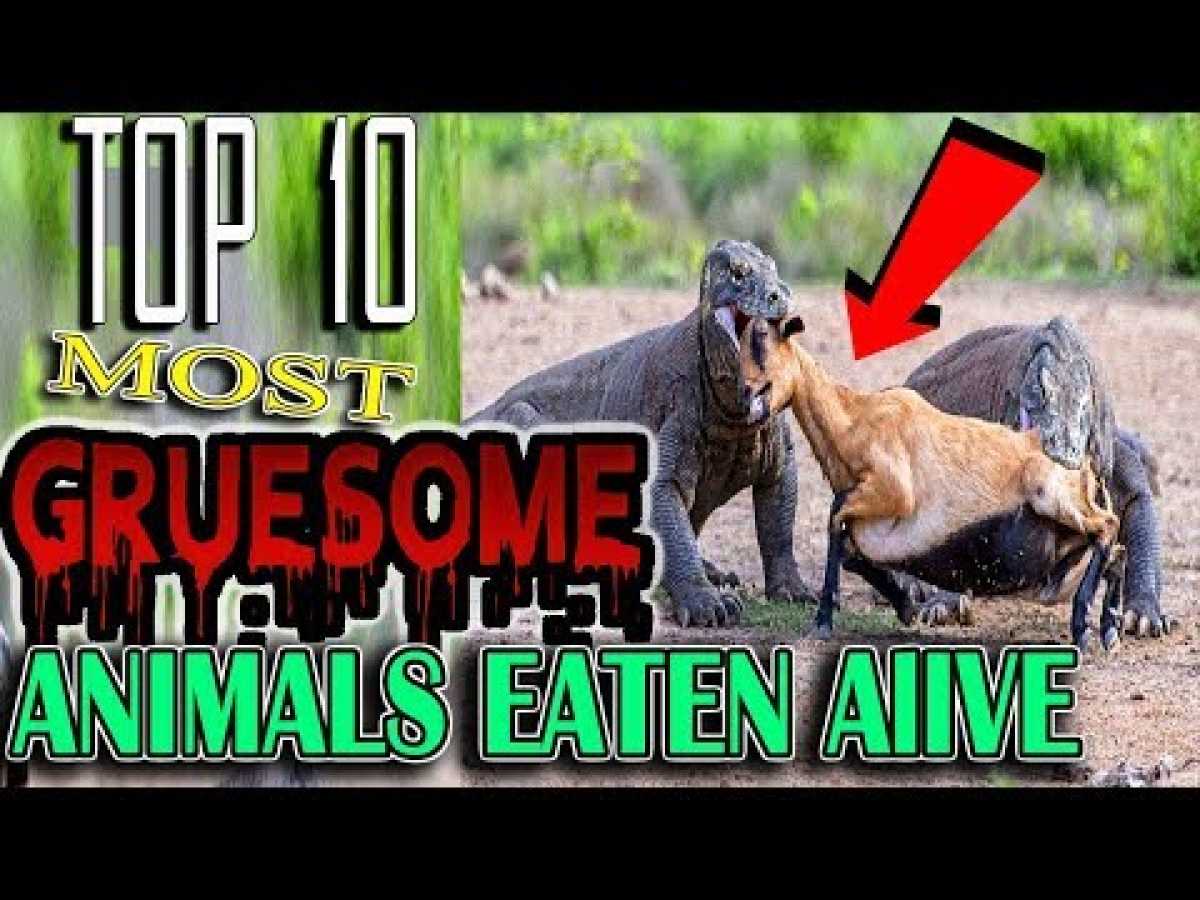 Top 10 Animals Eaten Alive (Must Watch)