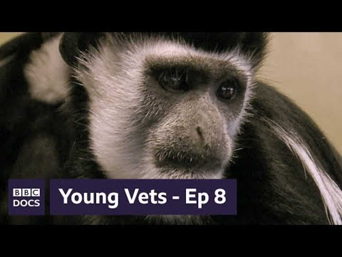 Episode 8 | Young Vets | BBC Documentary