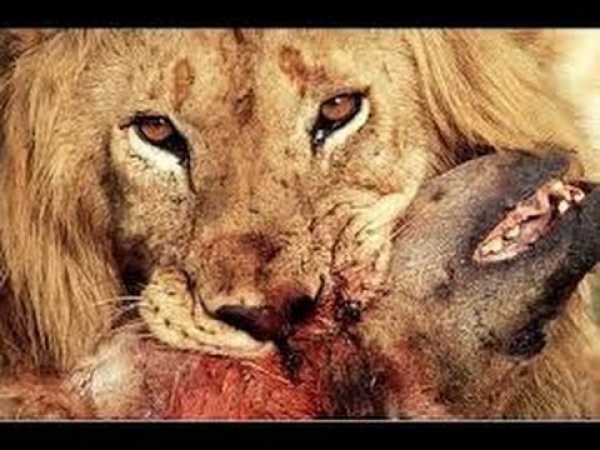 âº Lions Documentary - REAL CONFRONTATION: Lions vs Hyenas National Geographic | HD
