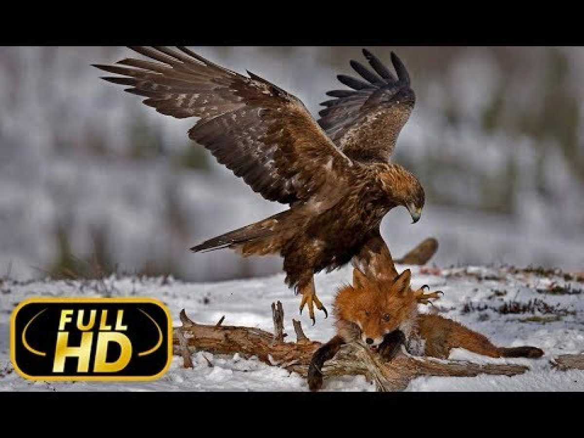 Wild Scotland: The Western Isles Episode 2 / FULL HD - Documentary on Amazing Animals TV