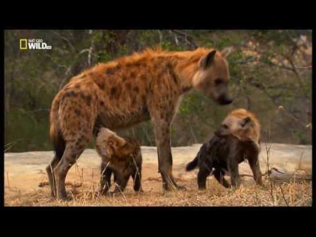 Nat Geo Wild 1080i ENG Queen Hyenas Nature Documentary