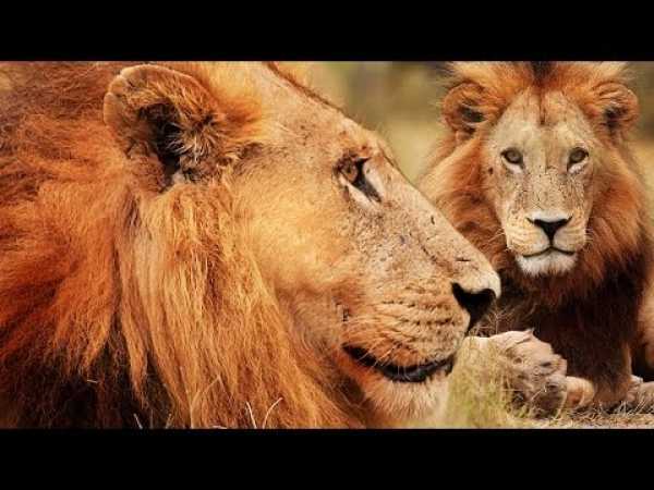 Botswana Lion Brotherhood - 720p NGW