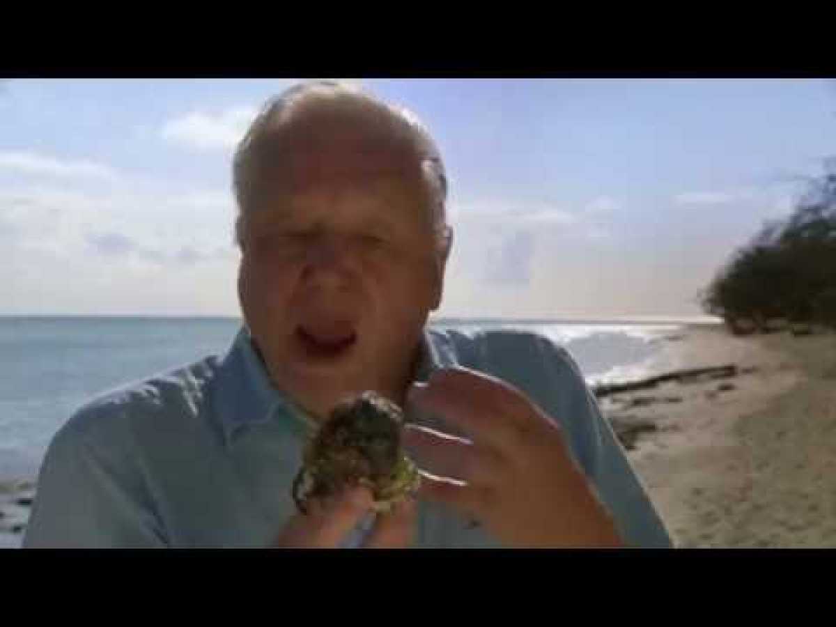 BBC.First.Life.with.David.Attenborough.1of2.Arrival.2010.59Min