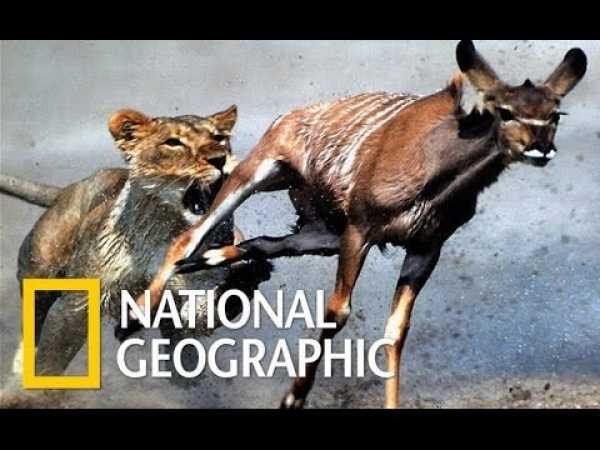 National Geographic Documentary-LionsRuthless- Nat Geo wild