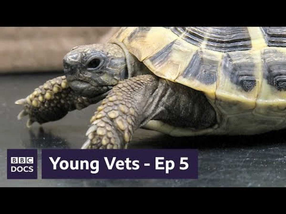 Full Episode 5 | Young Vets | BBC Documentary
