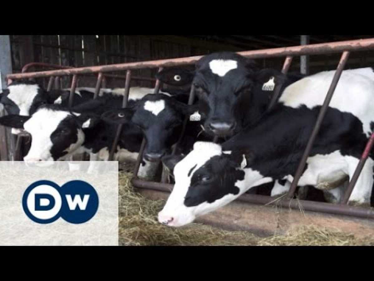 Too much milk in Europe | DW Documentary