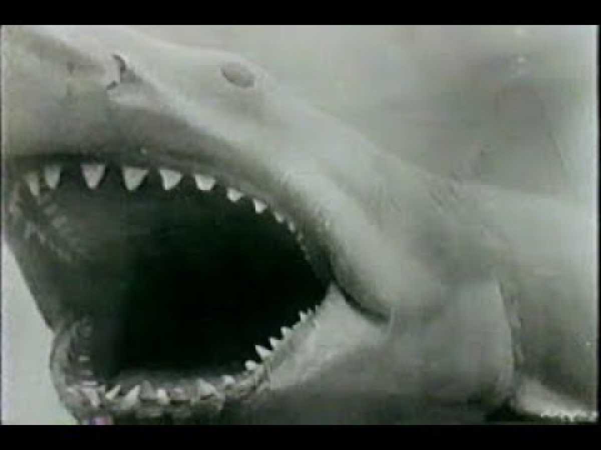 Shark Attacks of 1916 (Documentary)
