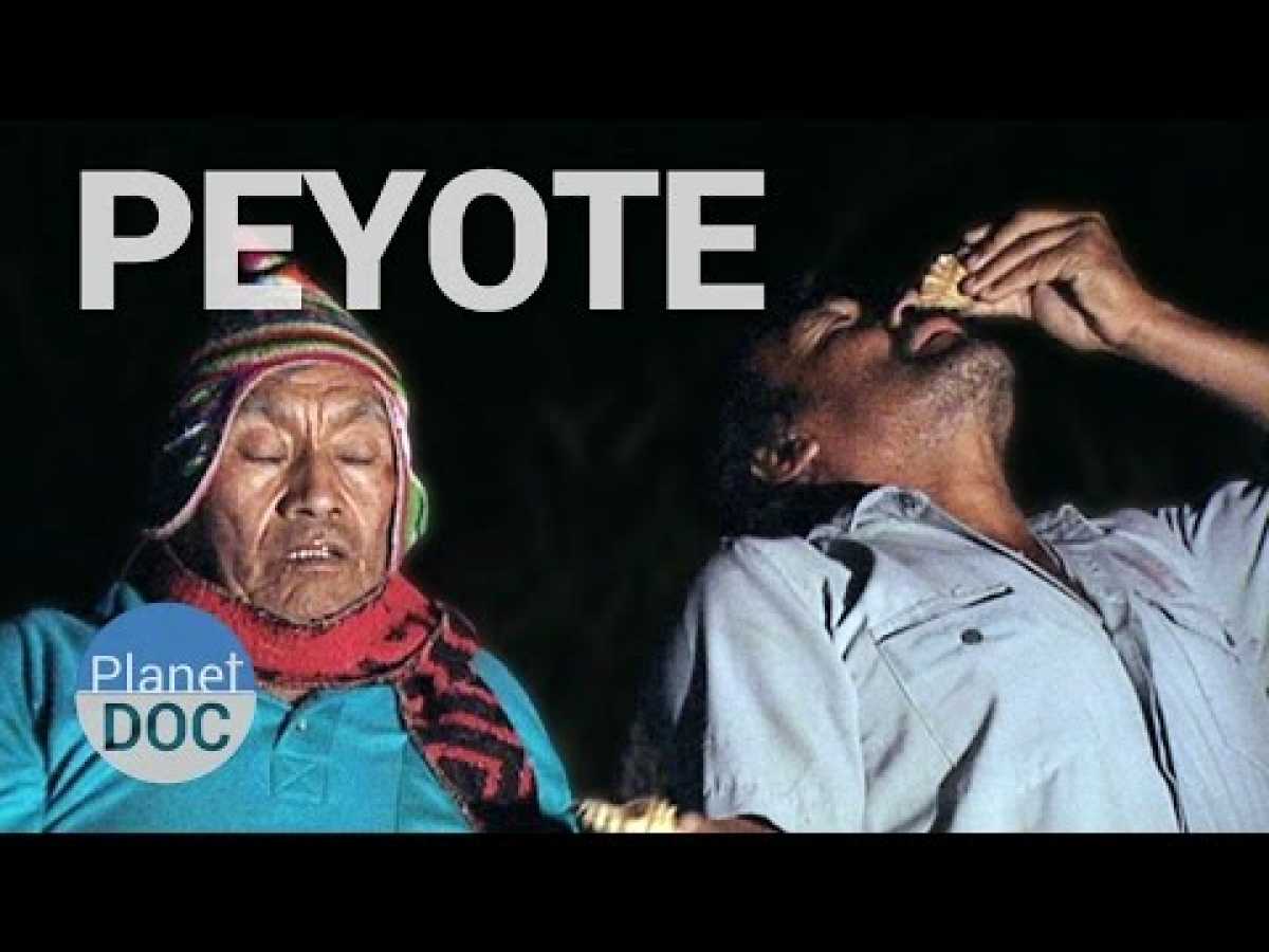 Peyote, the San Pedro Cactus. The Forerunners of the Inca | History - Planet Doc Full Documentaries