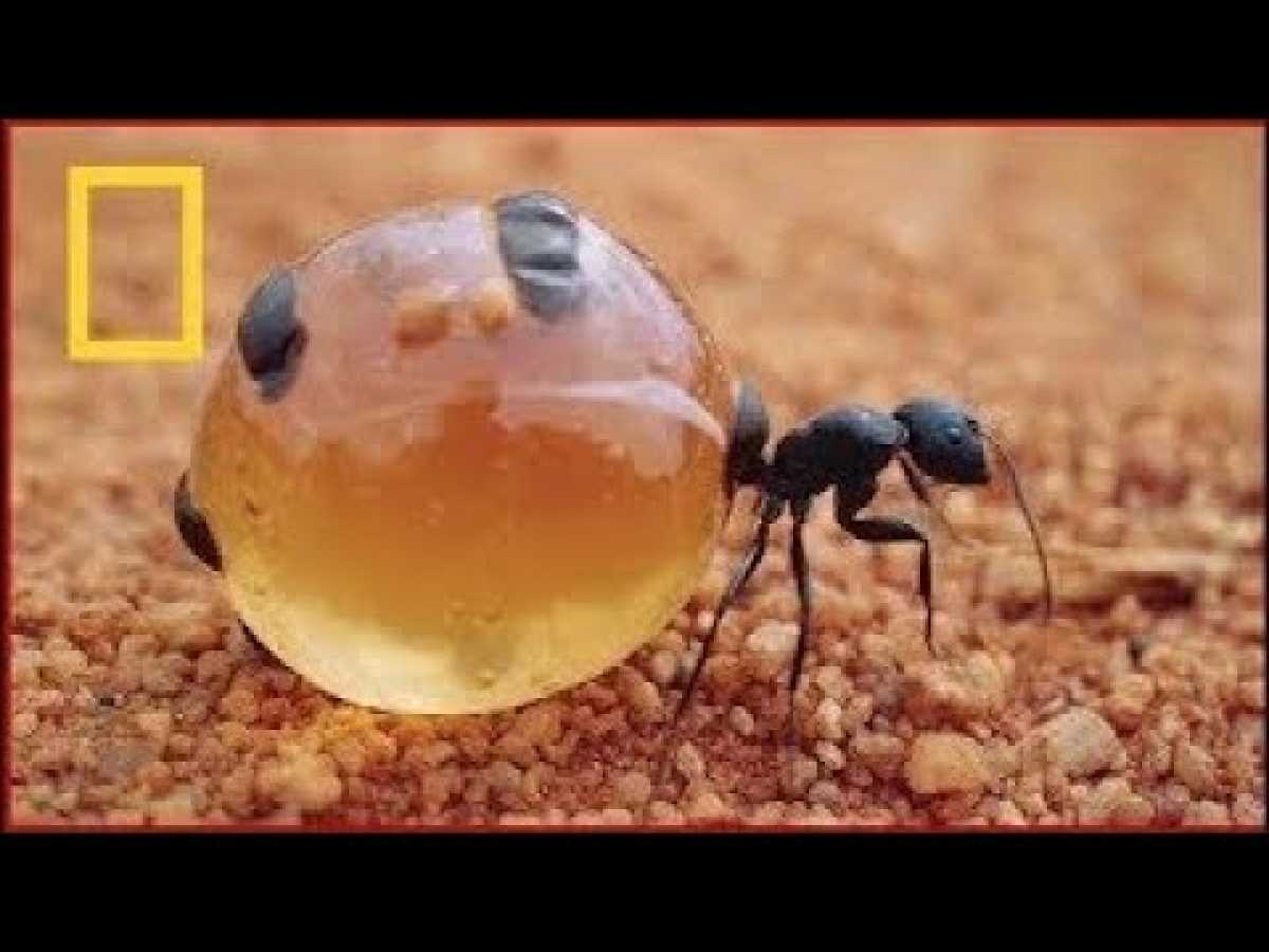 Documentary National Geographic Wild War Of Insects Nat Geo Wild