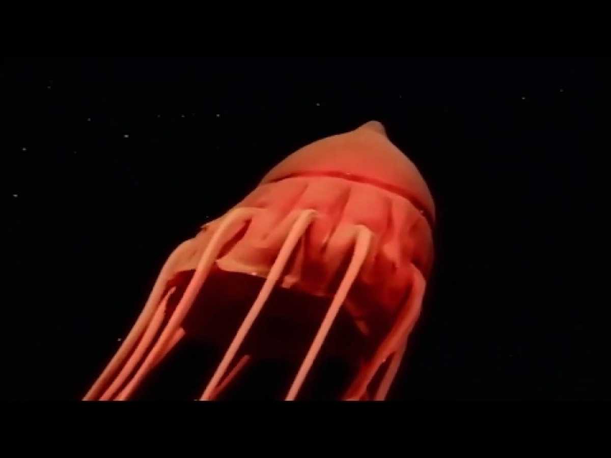 Fascinating Nature Documentary: Jellyfish | Ocean Conquerors