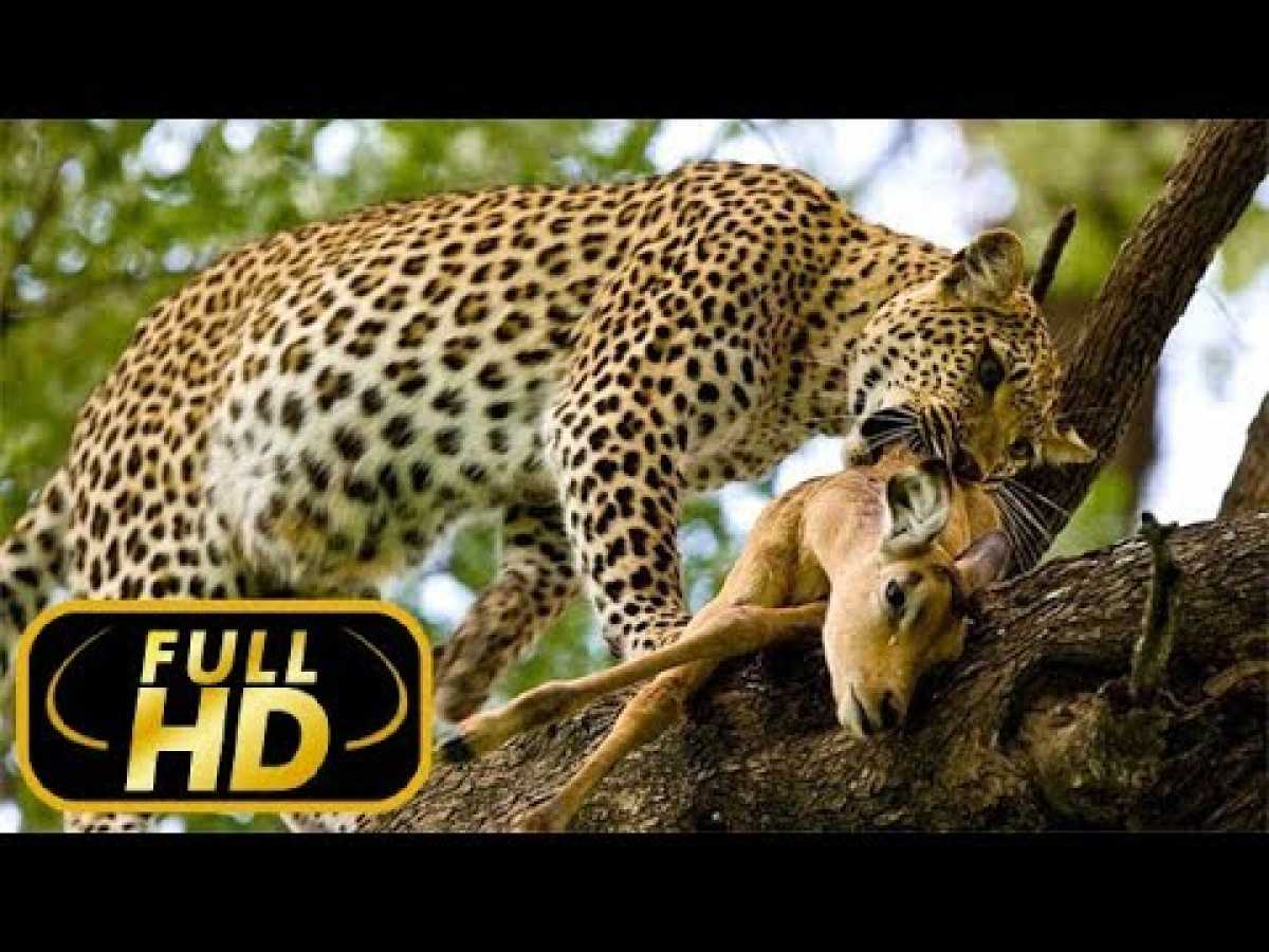 Timbavati: An Epic Cat Story. Tender Killers / FULL HD - Documentaries on Amazing Animals TV