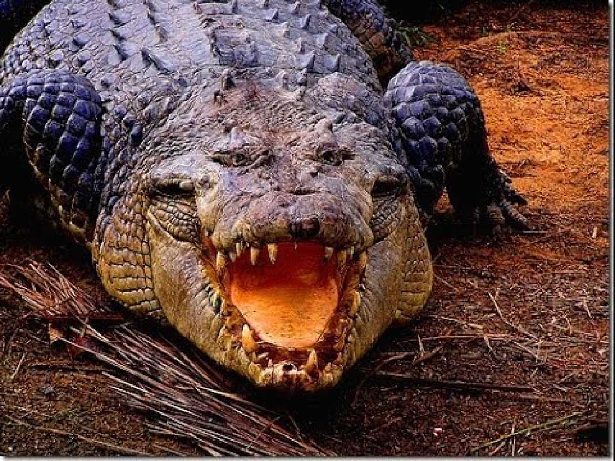 Deadly Crocodiles of the Nile River - Nature Documentary