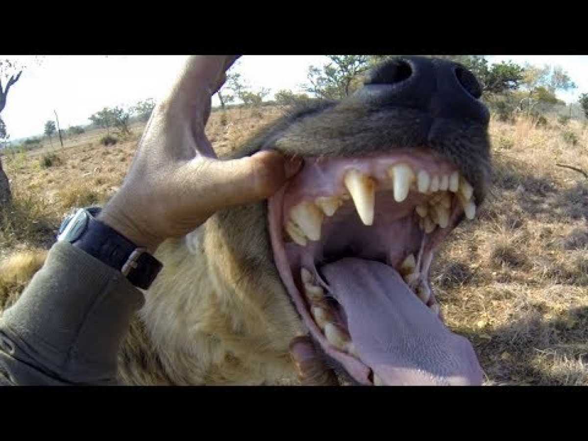 The Night of the Hyena - Amazing Austin Steven&#039;s Wildlife Documentary