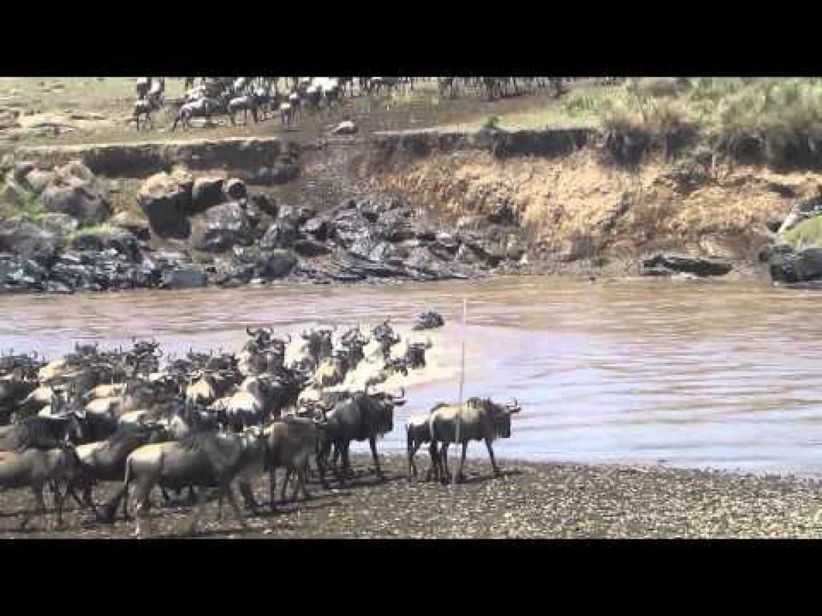 Wildebeest crossing a river at the Masai Mara reserve