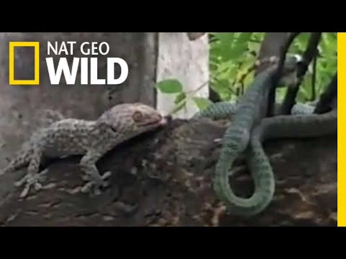 Battle Between Geckos and a Snake Ends in a Twist | Nat Geo Wild