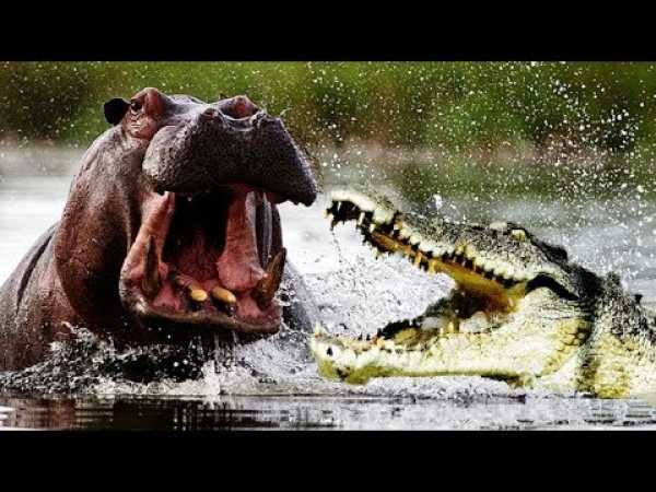 Hippo Attacks - BBC, Nat Geo and Discovery Documentaries