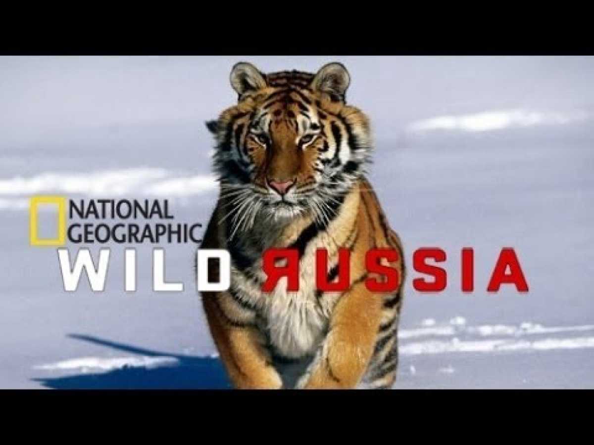 Beauty of Wild Russia Siberia National Geographic 2013 | Documentary Film