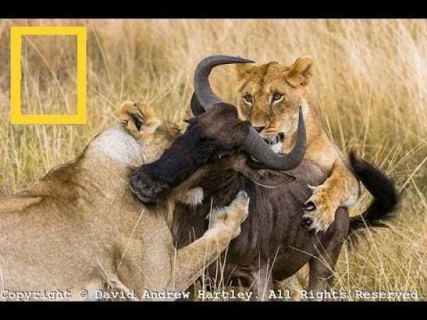 Best Documentary -Lions WildLifeNational Geographic - Nat Geo Wild