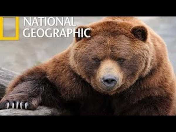 [New Documentary] - Carnivore King Bear (National Geographic)