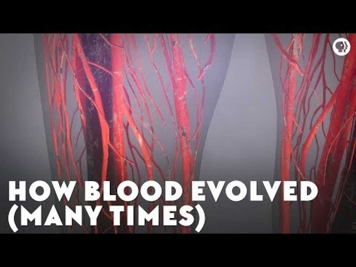 How Blood Evolved (Many Times)