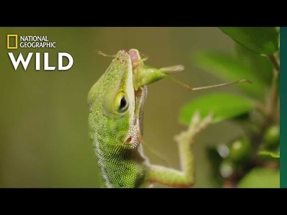 Lizard Looking For Food | Nat Geo WILD