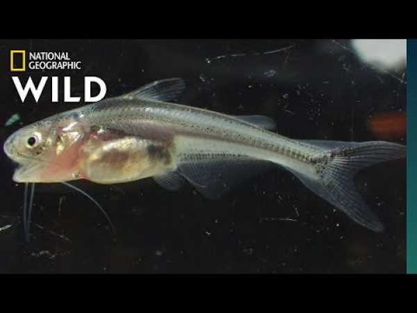 Searching for Giant Catfish Babies on the Mekong | Nat Geo Wild