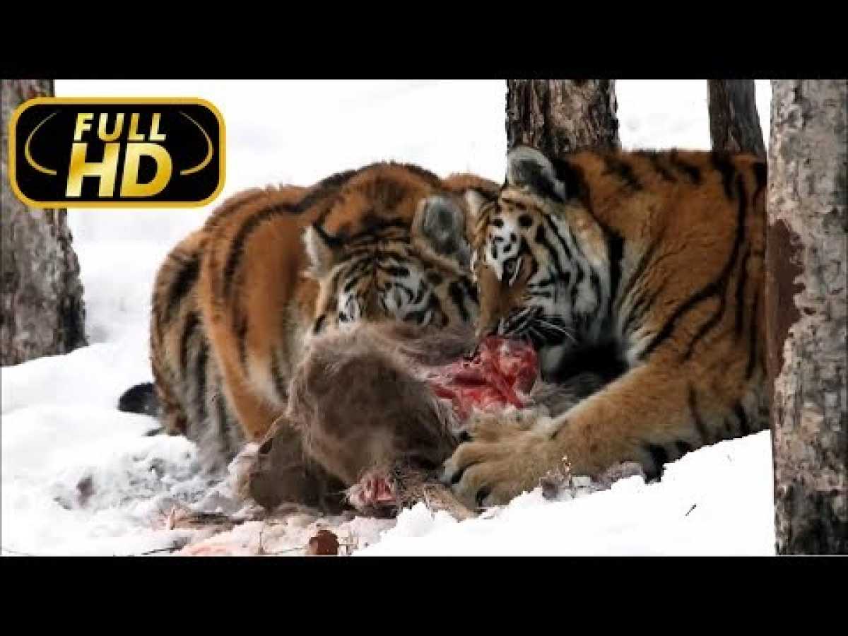 Russia's Wild Sea. Survive the Strongest / FULL HD - Documentary on Amazing Animals TV