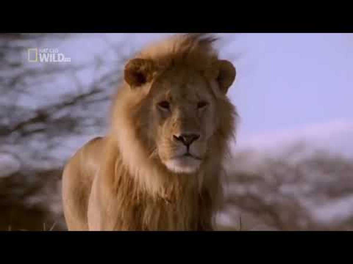 National Geographic HD Stunning Brutal Lion Documentary 2018King of the Brothers!
