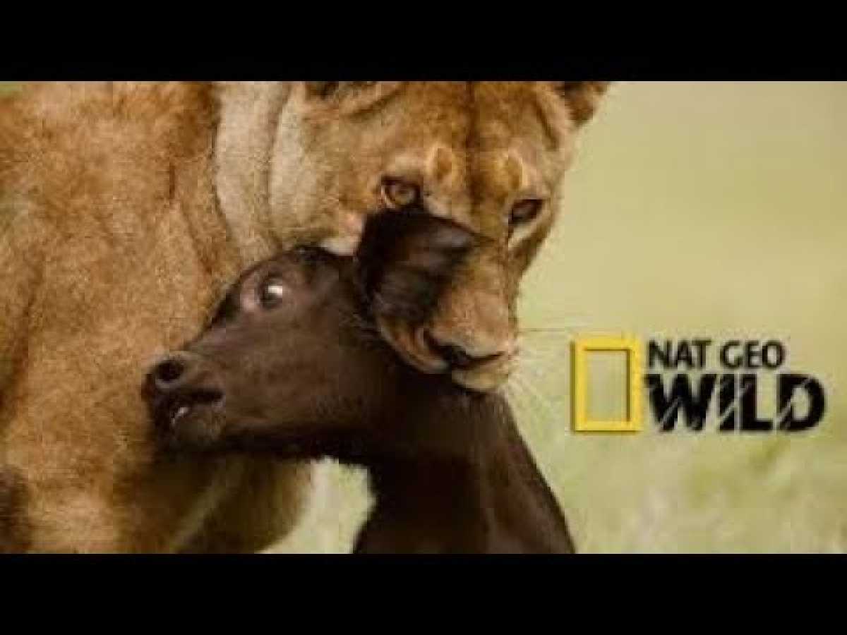 National Geographic Lions Documentary 2018: South Africa Lions in the Jungle Documentary