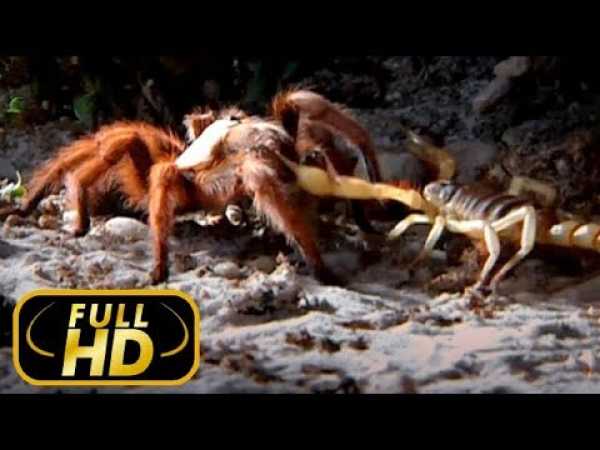 THE MOST DANGEROUS ANIMALS. AMAZON / FULL HD - Documentary Films on Amazing Animals TV