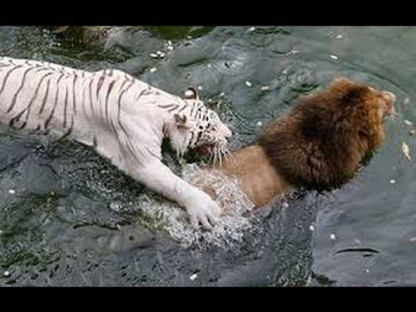 âº Lions Documentary - SUPERCAT - Lions - Tigers - NatGeo WILD | HD