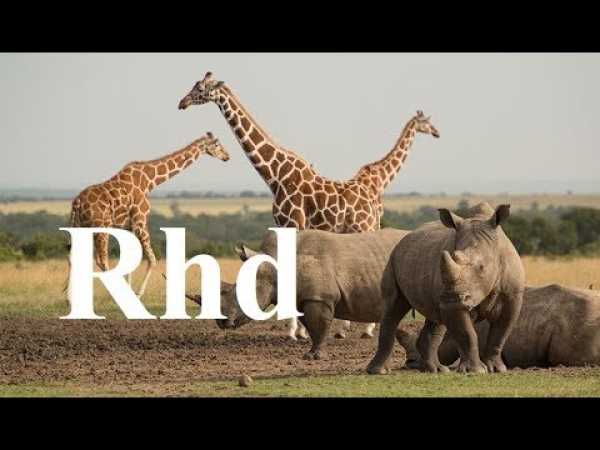 Zebra, Rhino, Giraffe, Crocs,Waterberg, (part 2) Nature 2018 HD Documentary.