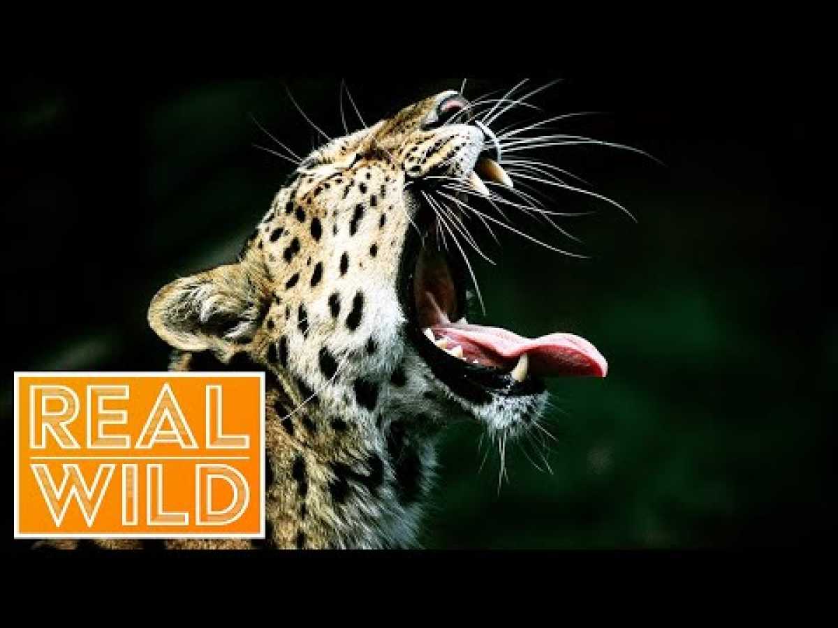 Indian Leopard - The Killing Fields [Man VS Nature Documentary] | Real Wild
