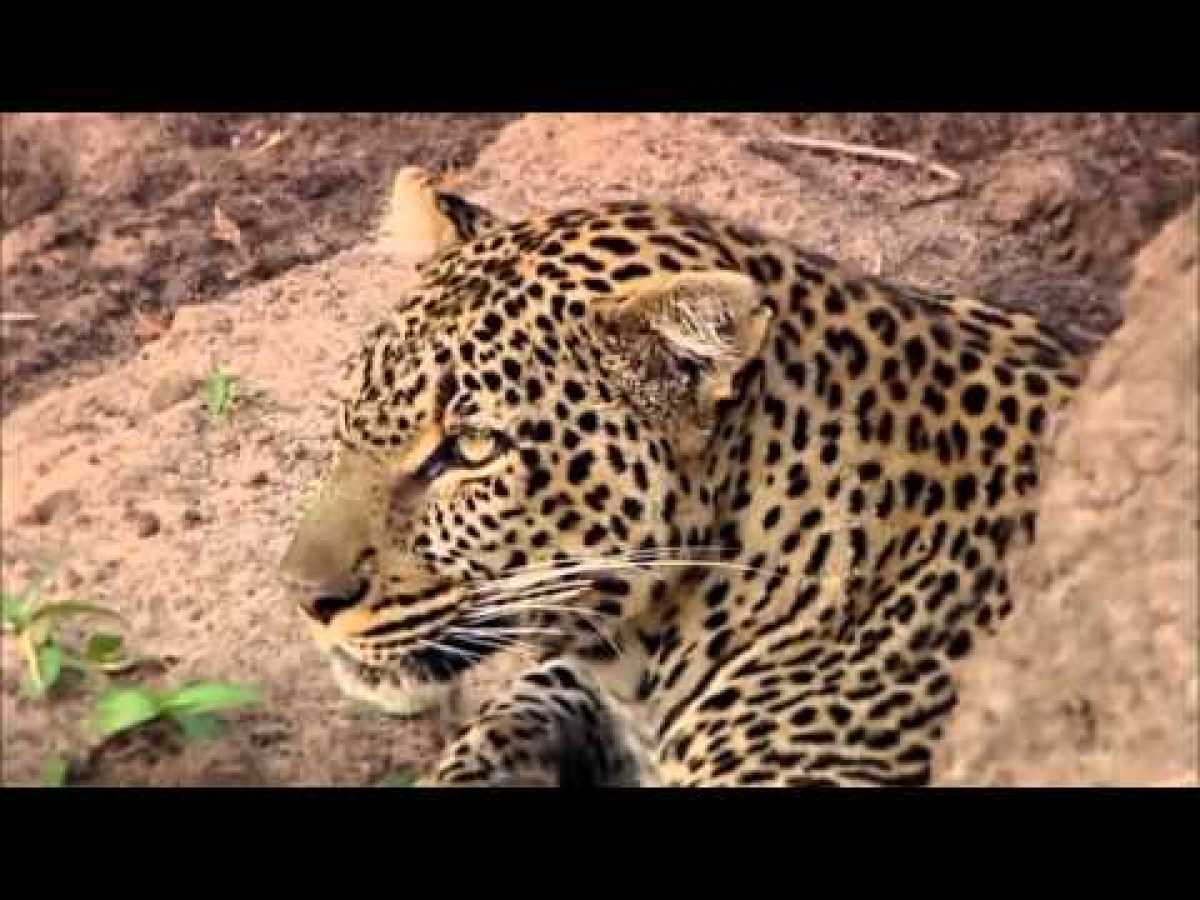 Revealing the Leopard | Nature Documentary HD