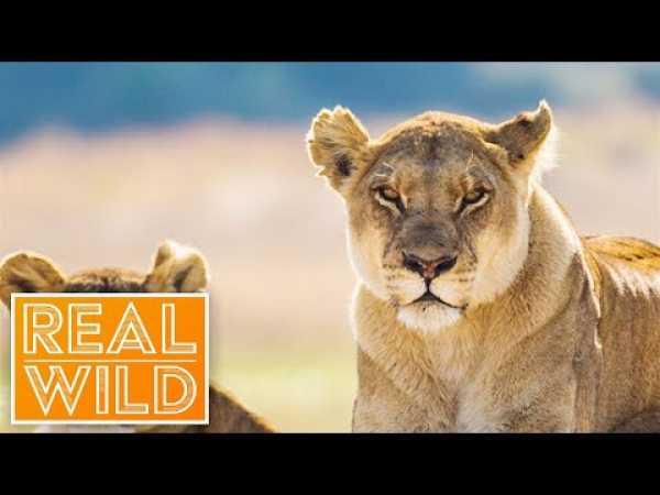 Makgadikgadi | Botswana's Wild Kingdoms | Real Wild Documentary