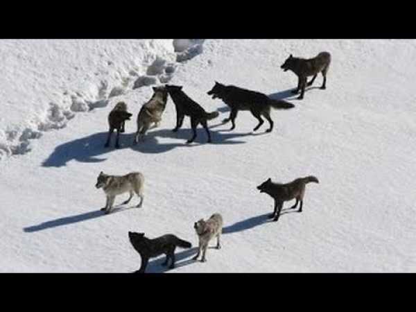 NATURE DOCUMENTARY 2017: Wolf Pack Full Documentary
