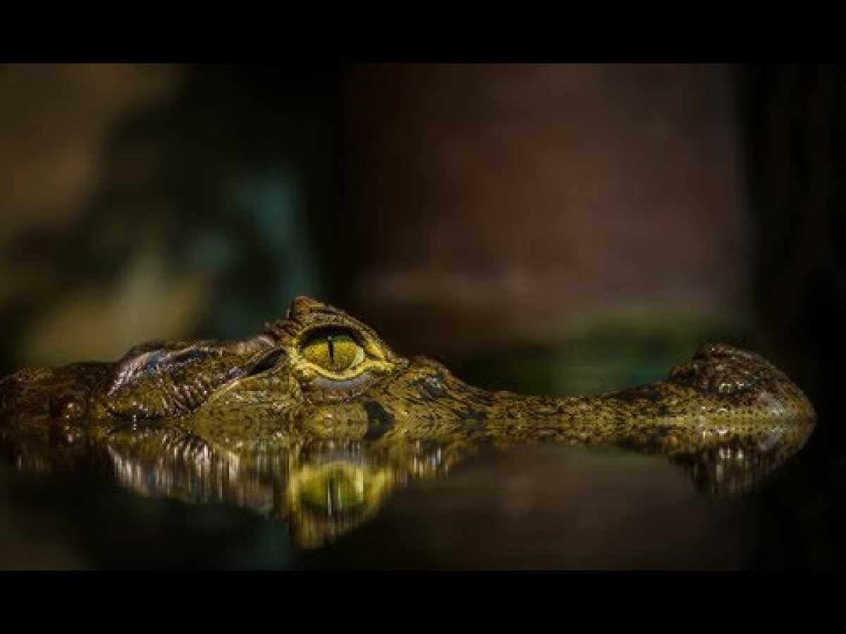 Wild Swamplands: Beyond Blackwater (HD) - Nature Documentary â