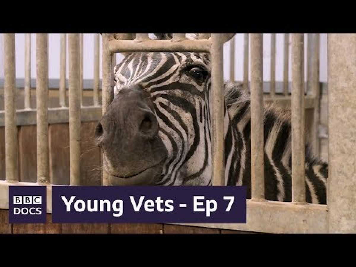 Full Episode 7 | Young Vets | BBC Documentary