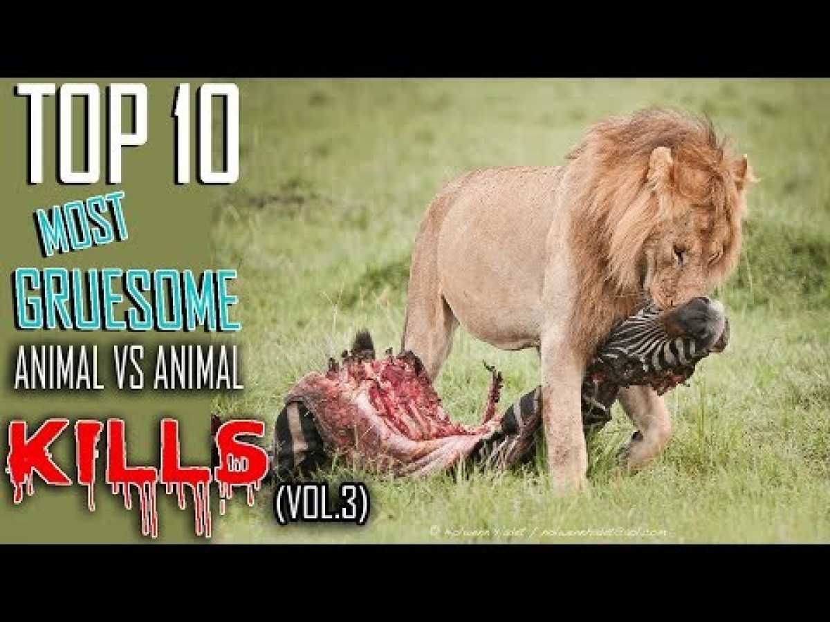 10 Most Gruesome Animal Kills Caught on Tape VOL. 3 (WARNING GRAPHIC)