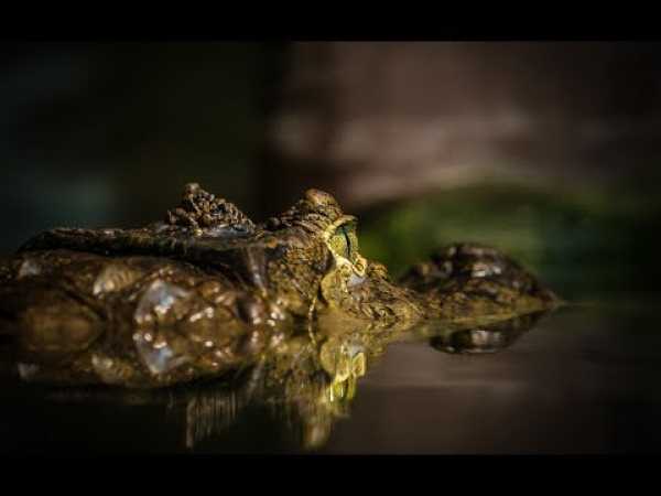 Wild Swamplands: Cajun Country (HD) - Nature Documentary â