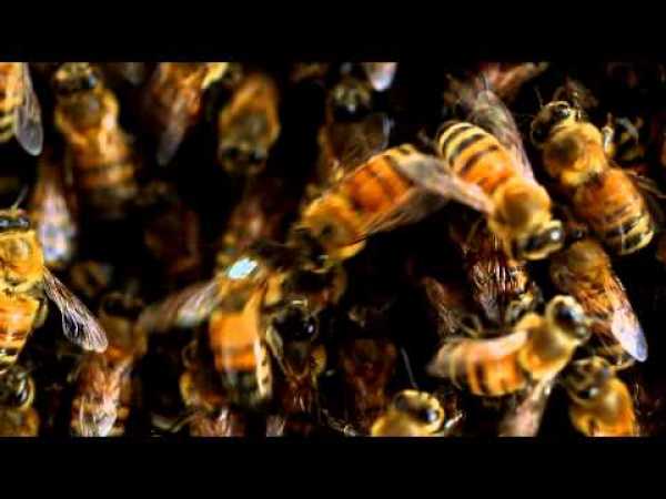 Election Day for Bees | NOVA scienceNOW